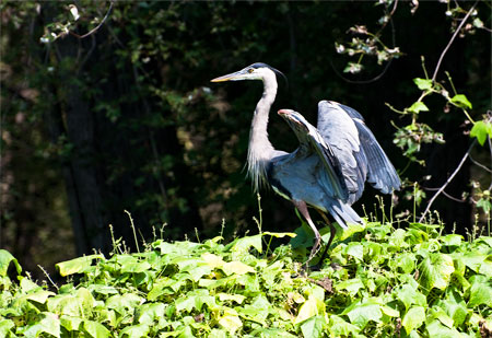 Heron Framed